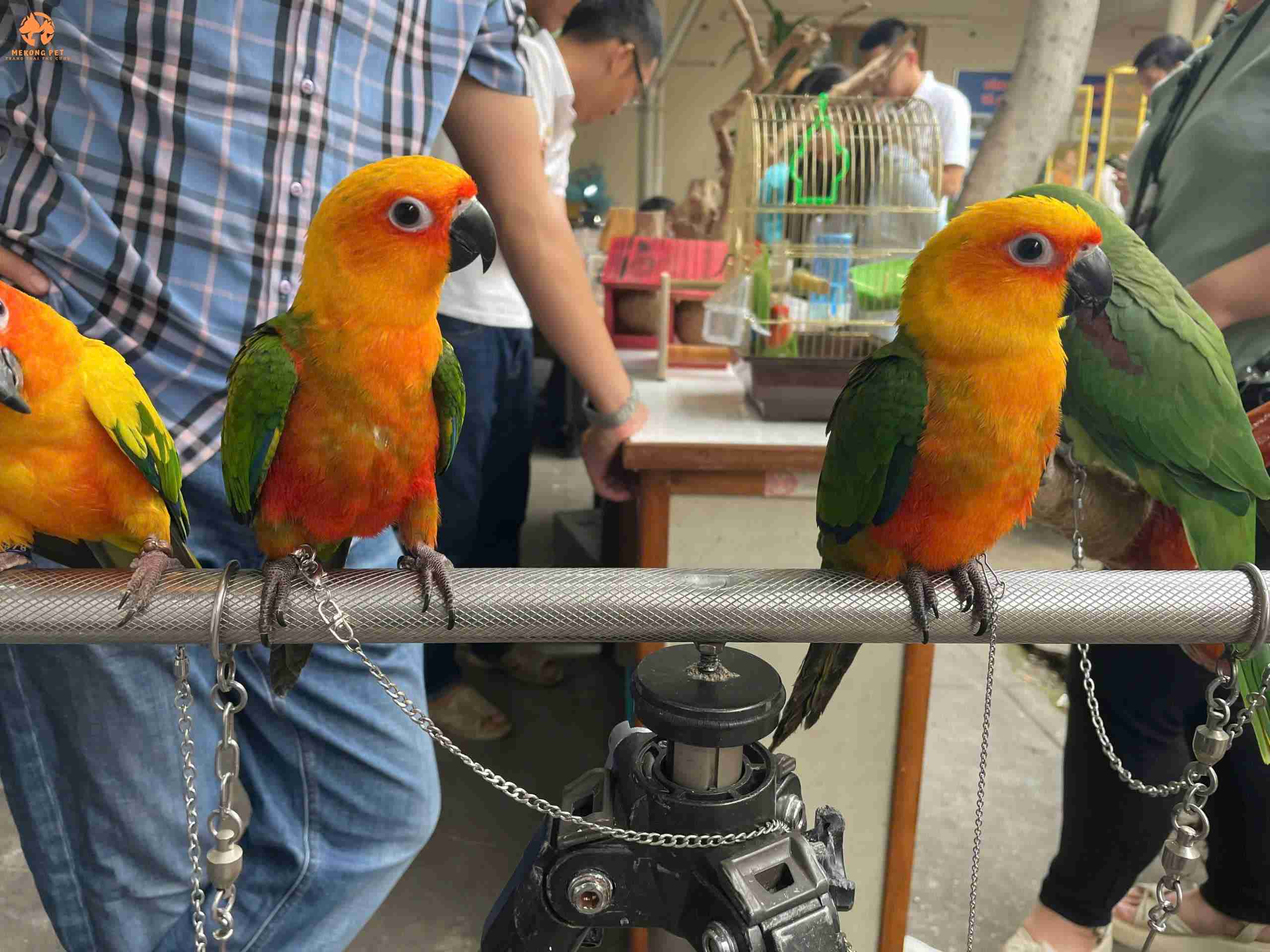 Chuyên cung cấp, mua bán vẹt jenday giá rẻ tại tphcm